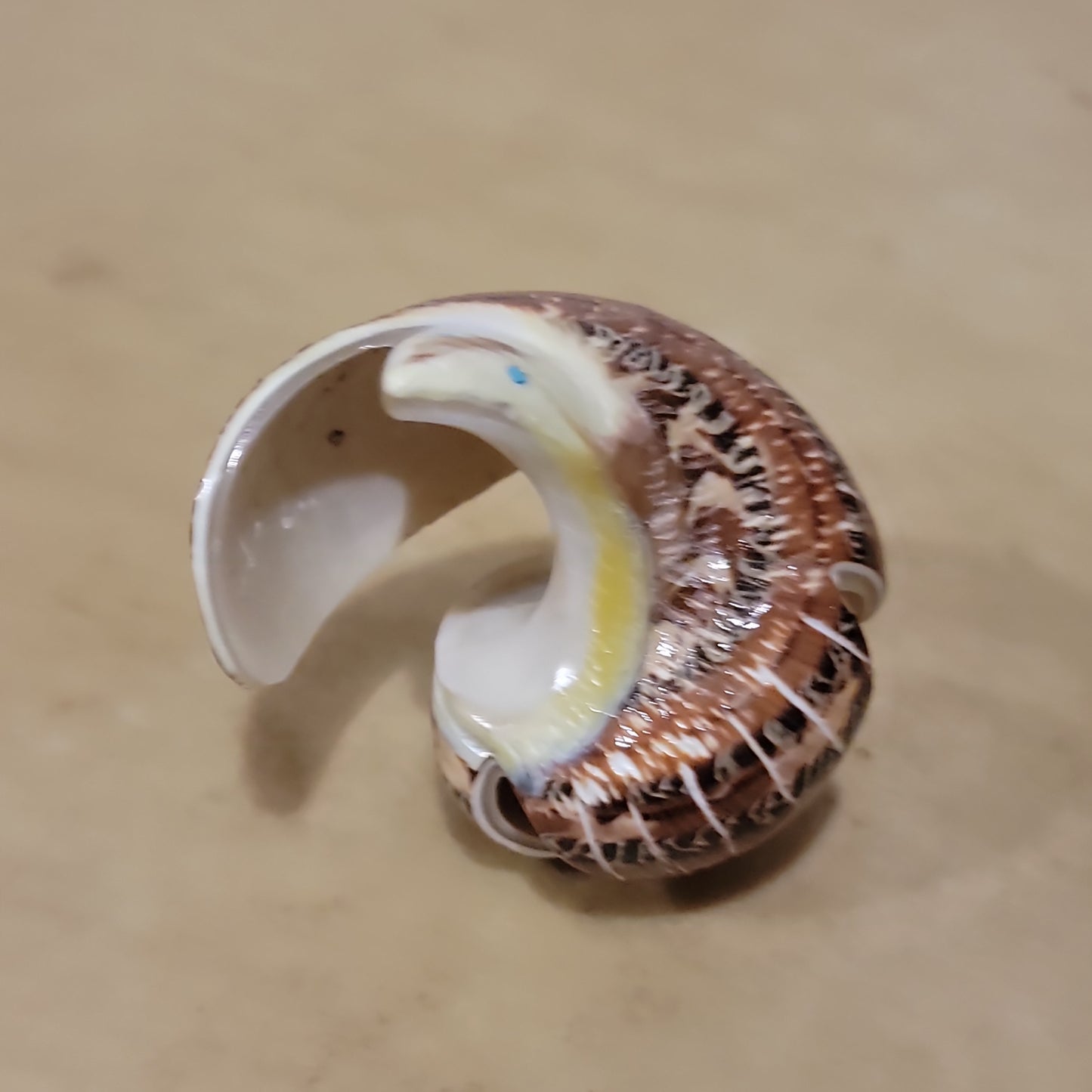 Snail Shell  Zuni Fetish Eagle