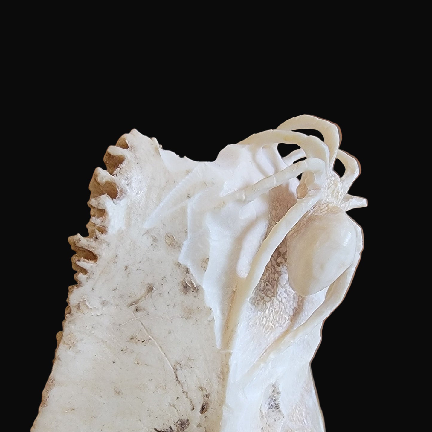 Cool and Creepy Antler Climbing Spider Zuni Fetish