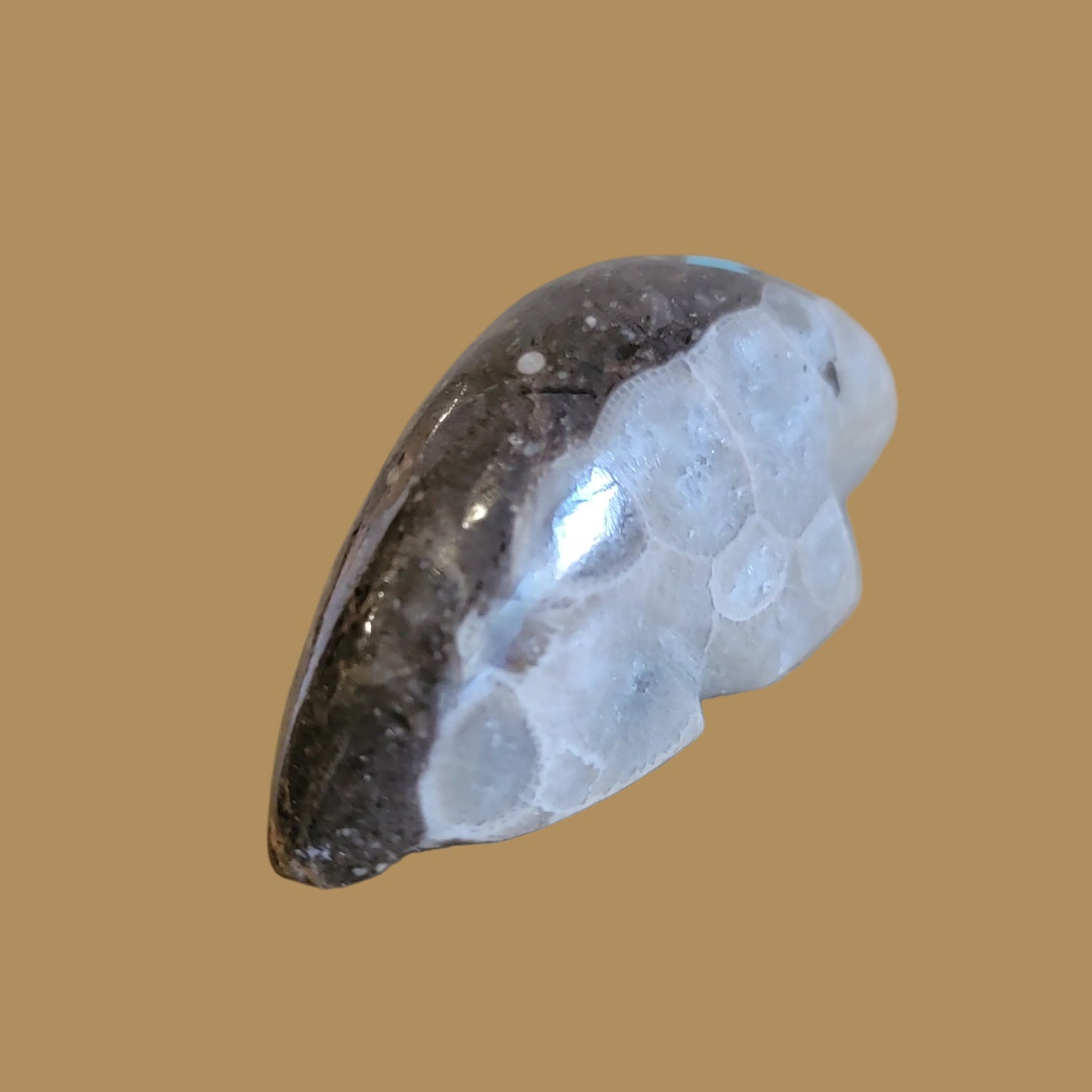 Petosky Zuni Fetish Mole