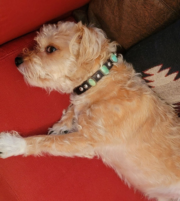 Sterling Silver with Turquoise on Leather Dog Collar/ Dog Jewelry