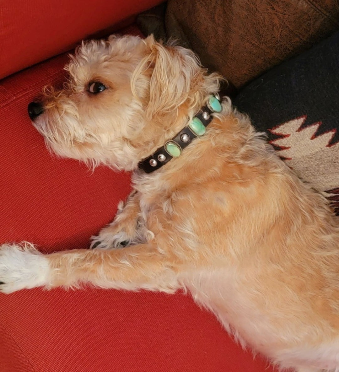 Spoiled Pooch Sterling Silver w/Turquoise 3 Stone Leather Dog Collar Indian Jewelry