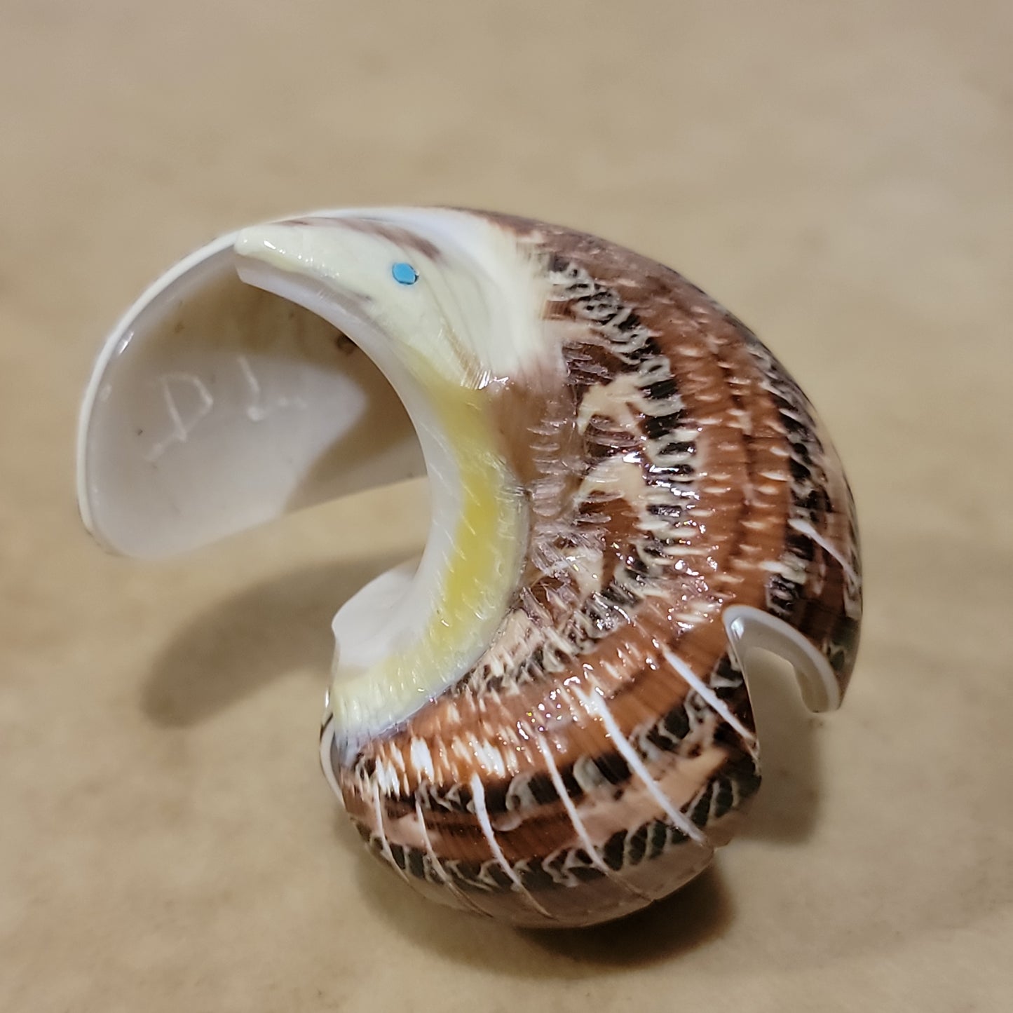 Delvin Leekya Snail Shell  Zuni Fetish Eagle