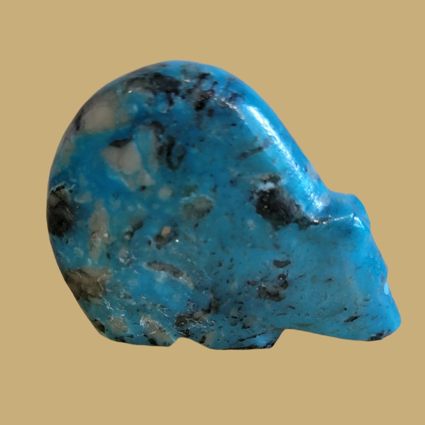 Turquoise Hump Backed Bear Zuni Fetish