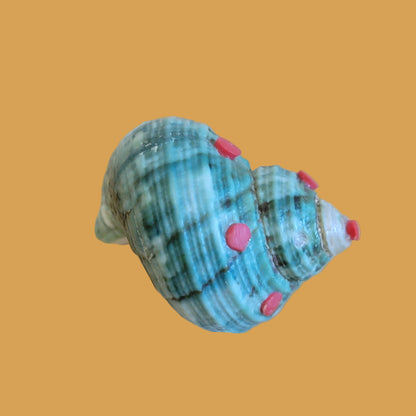 Snail Shell Fancy Snail Zuni Fetish