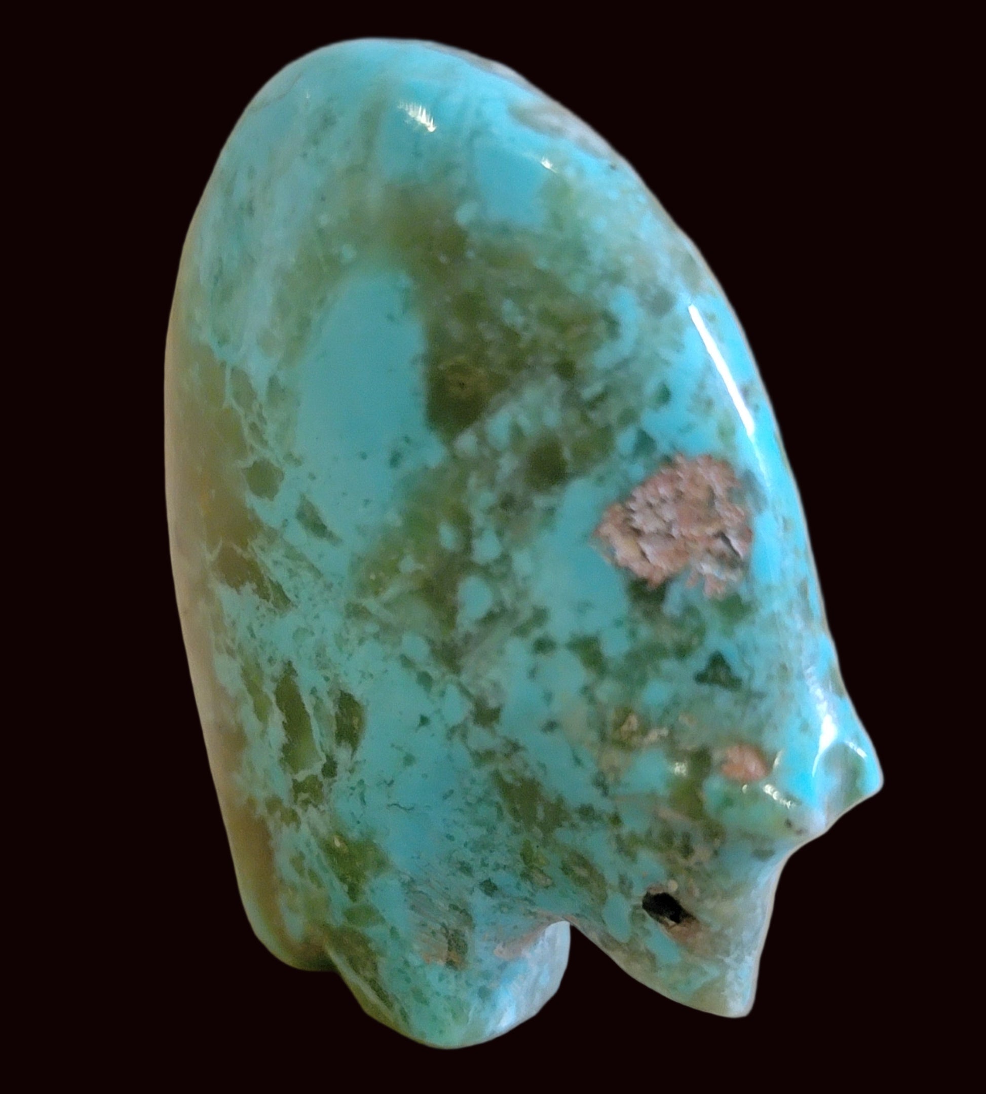 Turquoise Medicine Bear w/Coral Heartline Zuni Fetish