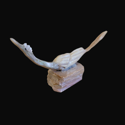 Multi Stone and Shell Roadrunner Zuni Fetish