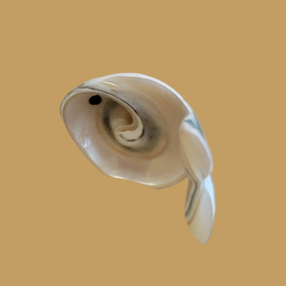Green Snail Shell Zuni Fetish Fish