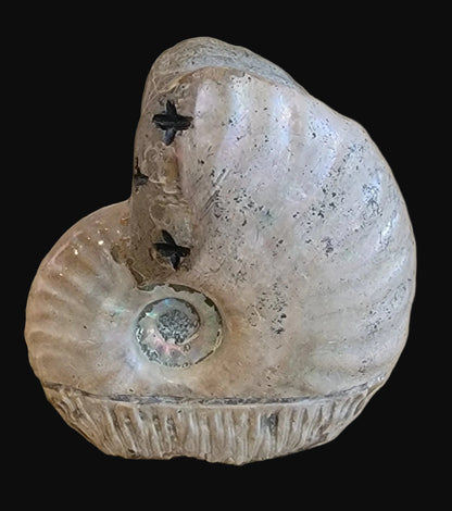 Ammonite Zuni Maiden w/ Olla Zuni Fetish