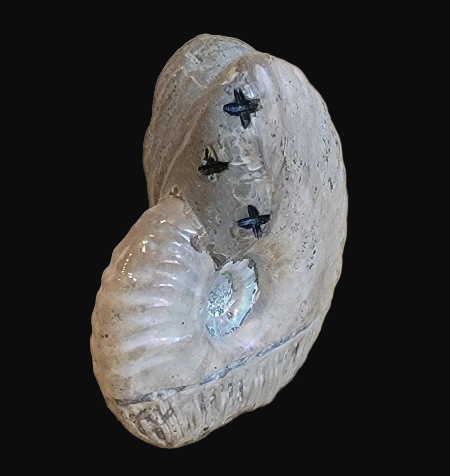Ammonite Zuni Maiden w/ Olla Zuni Fetish