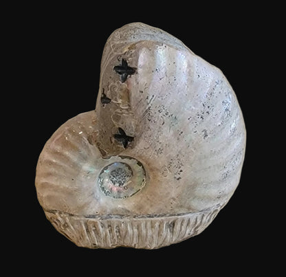 Ammonite Zuni Maiden w/ Olla Zuni Fetish