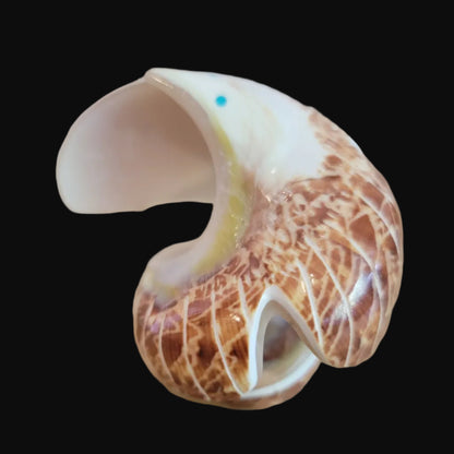 Natural Snail Shell Spread Winged Eagle Zuni Fetish