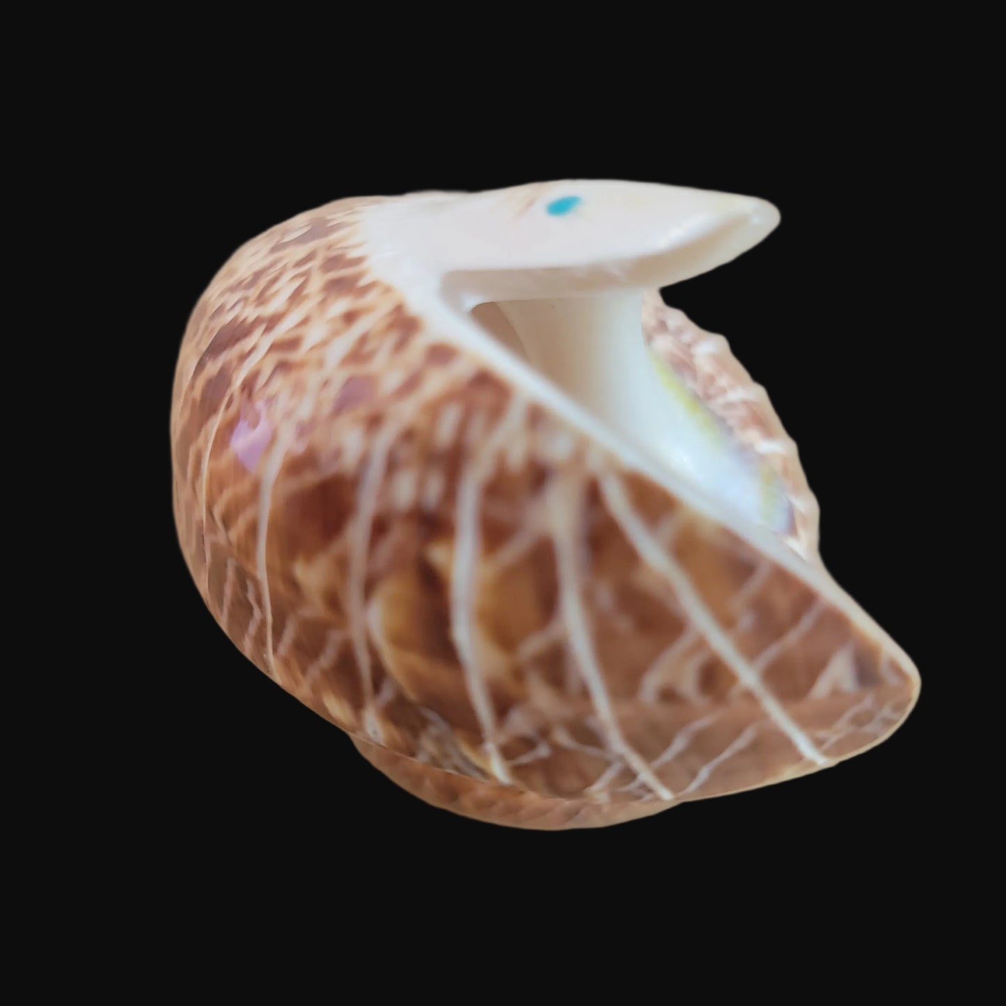 Natural Snail Shell Spread Winged Eagle Zuni Fetish