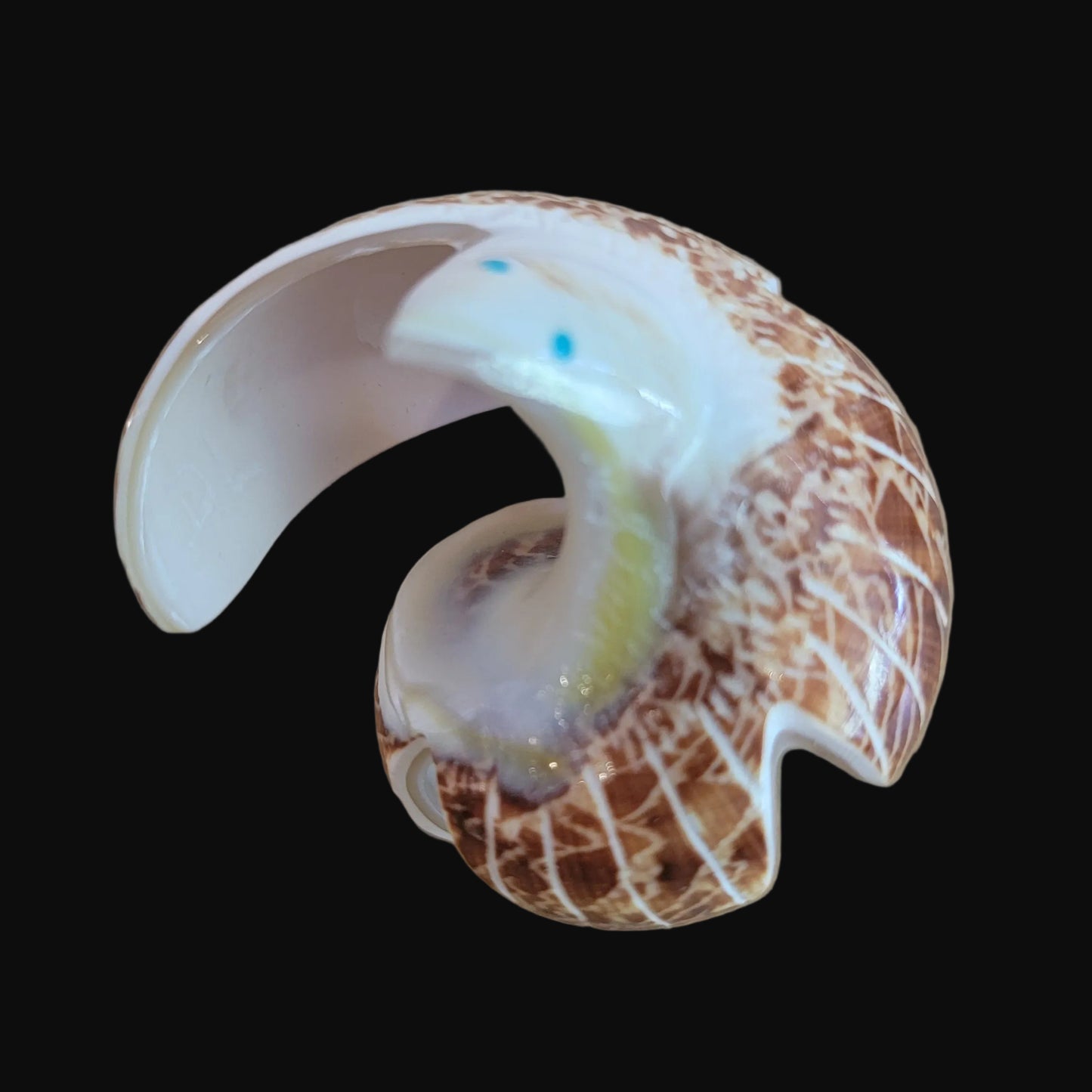 Natural Snail Shell Spread Winged Eagle Zuni Fetish