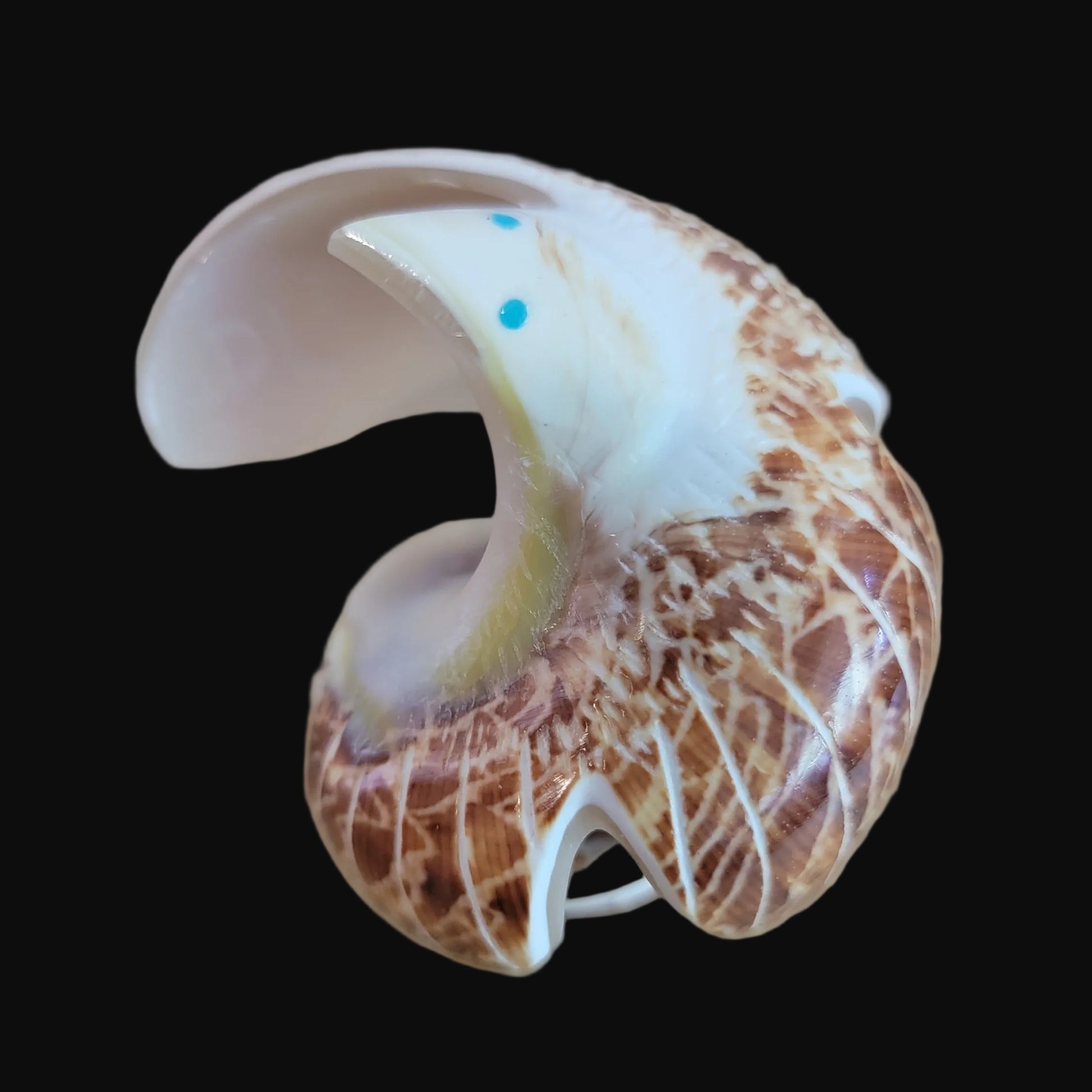 Natural Snail Shell Spread Winged Eagle Zuni Fetish