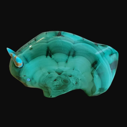 Magnificent Malachite Bison/Buffalo Zuni Fetish