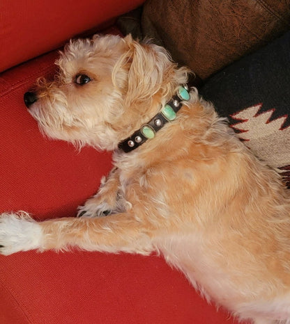 Pampered Pooch Navajo Turquoise W/ Sterling Silver Leather Dog Collar