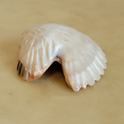 Shell Eagle Zuni Fetish